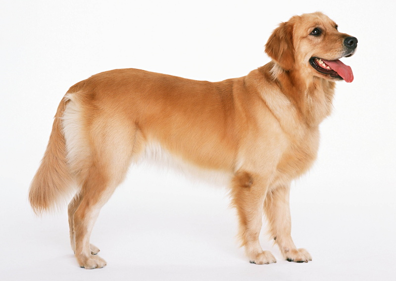 cut Out, adult, puppy, golden, animal mouth, wool, golden Retriever, animal, domestic Animals, 2K, portrait, white, vertebrate, sitting, mammal, no People