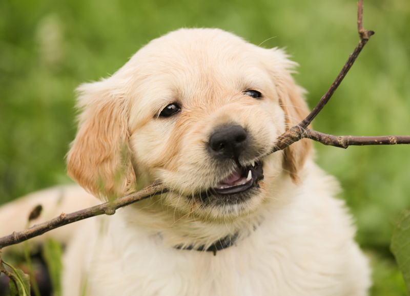 stick - plant part, puppy, hundeportrait, in the, retriever, out, no people, one animal, stick, canine, 4K, domestic, animal body part, vertebrate, focus on foreground