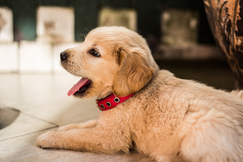 one Animal, small, mouth open, indoors, dogs, outdoors, purebred Dog, relaxation, golden Retriever, lying, no people, young Animal, collar, animal, fur
