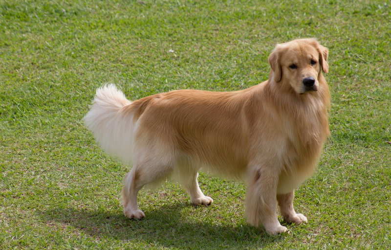 s, Lawn, background, Golden Retriever, 2K, full screen, dog, golden, retriever, widescreen