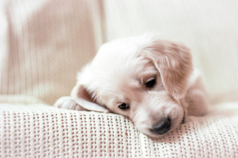 pets, canine, golden, looking at camera, furniture, domestic Animals, puppy, white, young Animal, cozy, mammal, dogs, animals And Pets, relaxation, purebred Dog
