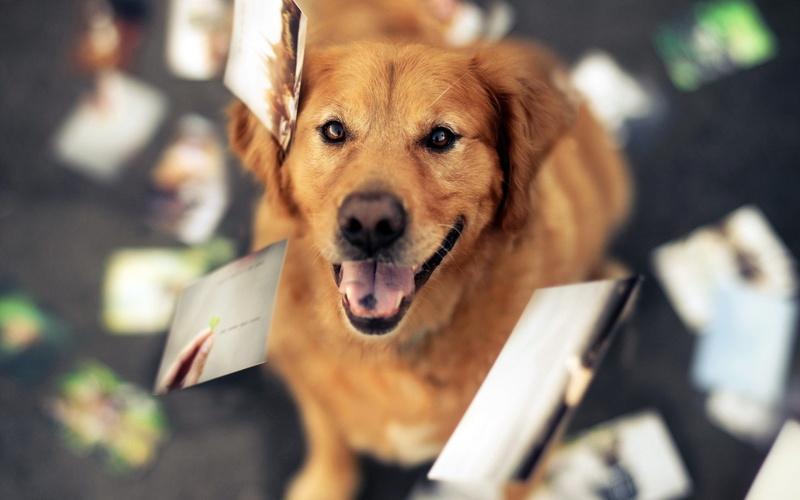 1080P, dog, retrievers, golden retrievers, golden, photography, animals