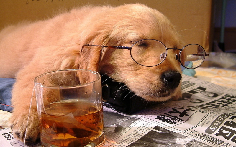 household equipment, cute, friendship, retriever, drinking glass, drink, small, animal body part, golden, sleeping, canine, animal head, one animal, dog