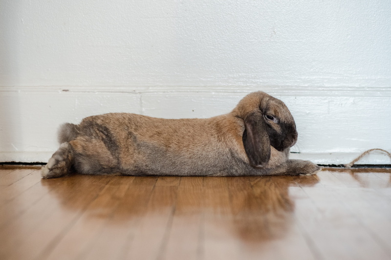 cat, pets, sleeping, hardwood floor, domestic, resting, hare, no people, one animal, floor, rabbit, relaxation, dog, bunny, mammal, wood, sweet, vertebrate