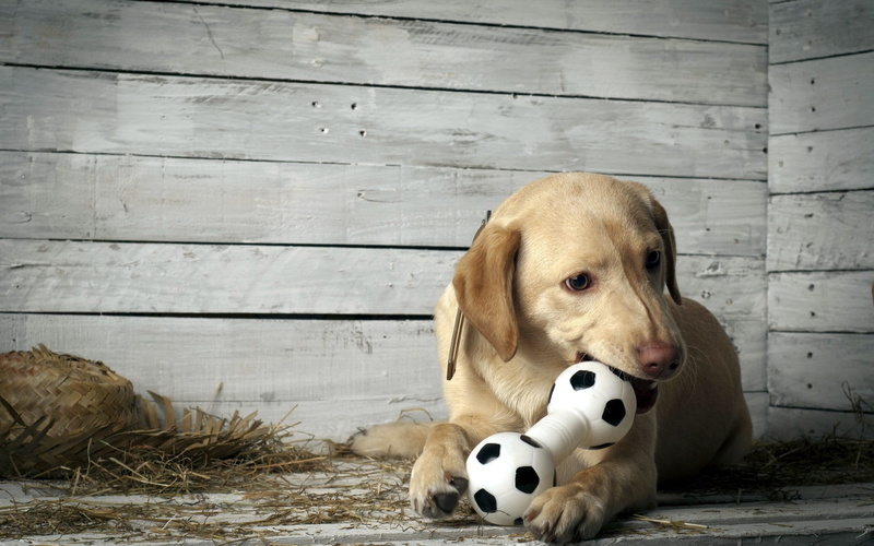 soccer, ball, sports equipment, day, purebred Dog, vertebrate, domestic, 720P, white, yellow, retriever, one animal, happiness, canine, wood - material