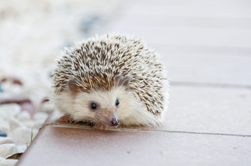 porcupine, domestic, mammal, hedgehog, cute, footpath, nature, hedge, bristle - Animal Part, animals And Pets, animal wildlife, pet, white, no people, small