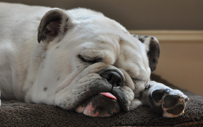 sadness, fawn, brown, fur, sitting, focus on foreground, one Animal, looking, 2K, tired, sleep, tongue, lying Down, small, pets, pug, vertebrate, puppy