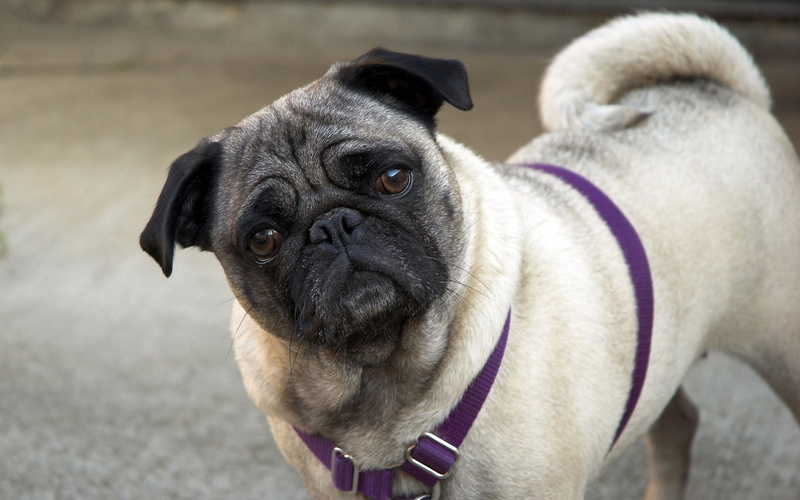 inquisitive, dog, cute, domestic Animals, small, domestic, lap Dog, mammal, vertebrate, beige, wrinkled, focus on foreground, puppy, purebred Dog, adult