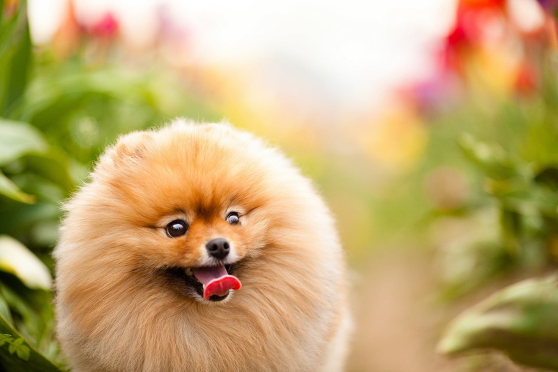 furry, adult, animal, fluffy, dog, sitting, domestic Animals, outdoors, dogs, puppy, animal themes, close-up, face, cute, green Color, yellow, animal head