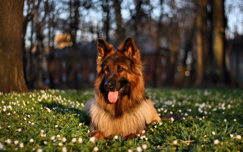 brown, mammal, selective focus, domestic Animals, white, day, vertebrate, purebred Dog, tree, short, protruding tongue, fur, german Shepherd, shepherd
