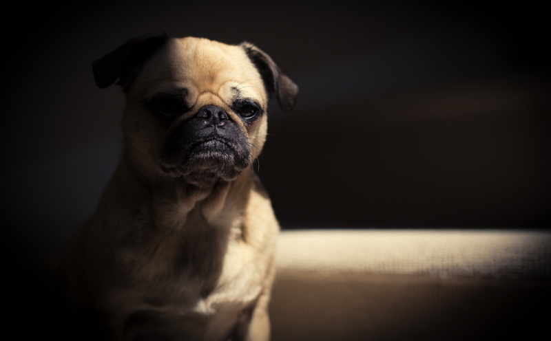 animal body part, lap dog, portrait, pug, pugbreed, Shadows, indoors, mammal, PetuniaPug, Pets, canine, animal eye, vertebrate, Animal, 5K, Animals, purebred dog