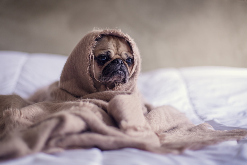 domestic room, furniture, small, animal themes, mammal, no people, domestic animals, animal, domestic, young animal, lying down, sheets, 4K, indoors, canine