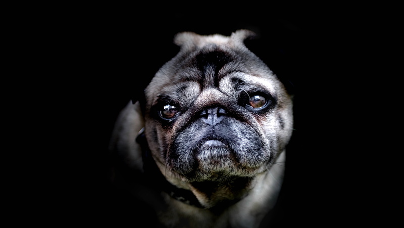 animal Head, fun, backgrounds, 5K, portrait photography, pet, studio Shot, puppy, pug, sad, love, cute, humor, domestic Animals, portrait, brown, one Animal