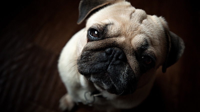 close-up, no people, indoors, 1080P, animal eye, depression - sadness, puppy, young animal, mammal, pug hd widescreen  for laptop, animal, animal themes