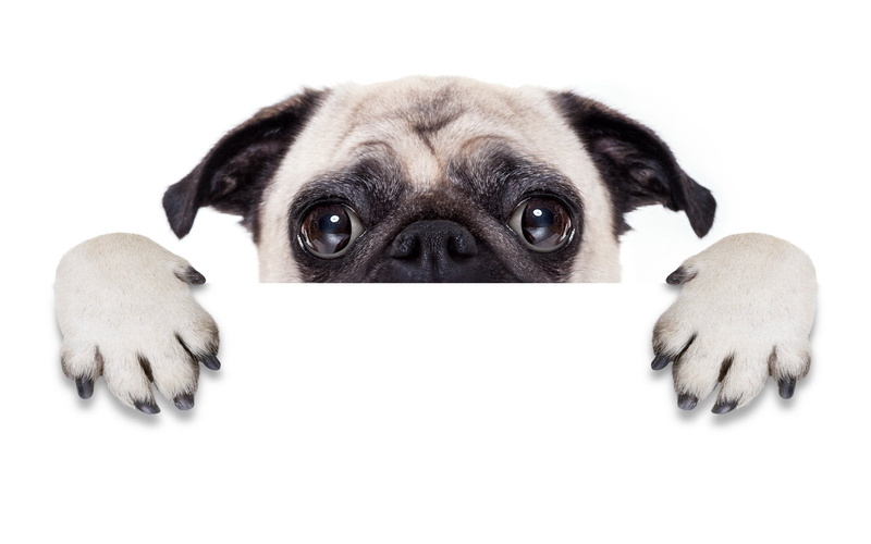 dog, no people, animal, portrait, animal themes, indoors, purebred dog, Dogs, looking at camera, Pug, small, innocence, depression - sadness, vertebrate