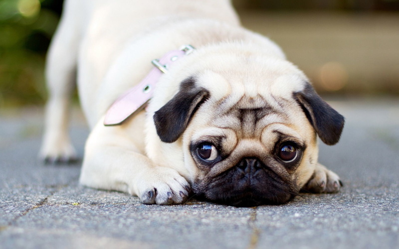 domestic, 1080P, lying down, innocence, dog, looking at camera, hopelessness, mammal, pug beautiful pictures hd, portrait, sadness, purebred dog, young animal