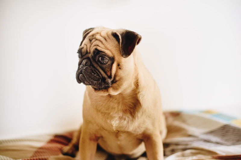 mammal, bright, purebred Dog, fun, couch, sitting, pet, friendship, canine, wrinkled, studio Shot, small, fawn, puppy, dog, looking, closeup, indoor, pets