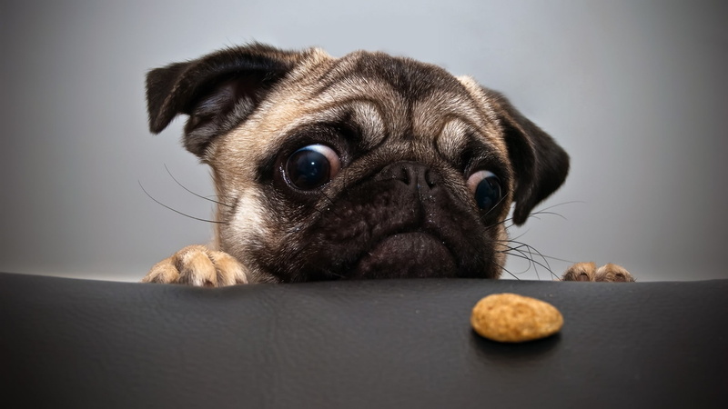 pug, no people, small, canine, mammal, depression - sadness, studio shot, young animal, indoors, puppy, pets, purebred dog, dog, animal, hungry, animal themes