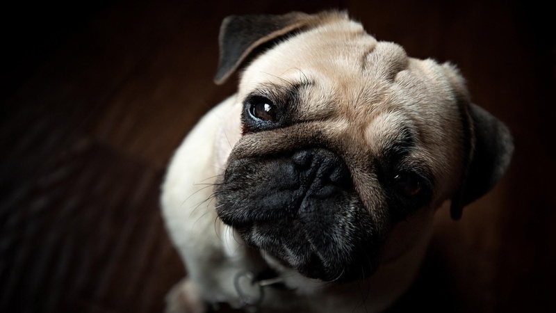 studio shot, pug, animal themes, photography, mammal, lap dog, animal body part, puppy, eye, one animal, portrait, close up, small, animal eye, close-up