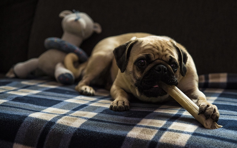stella, 1080P, lap dog, animal themes, checked pattern, puppy, pug, mammal, bone, young animal, purebred dog, treats, pet leckerli, one animal, no people