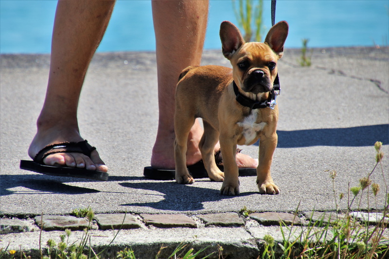 total, pet owner, looks, people, pug, small, low section, breed, pet, nice, canine, mammal, an interesting, domestic animals, shadow, 5K, body part, pets