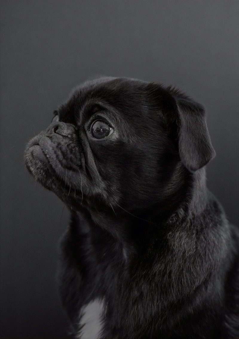 depression - sadness, canine, animal head, dog, domestic, small, animal body part, profile view, studio shot, puppy, pug, animal themes, 8K, indoors, vertebrate
