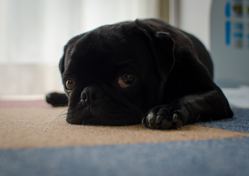 dog, pug, 4K, sadness, each, look