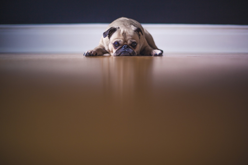 young animal, canine, dog, wrinkly, wall, pets, animal body part, cuddly, face, miserable, domestic animals, pet, lie, mammal, no people, grumpy, domestic