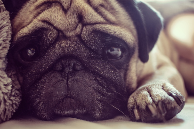 5K, mammal, animal head, purebred dog, austria, pug, close-up, graz, eye, pets, sleepy, animal body part, dog, animal mouth, depression - sadness, animal
