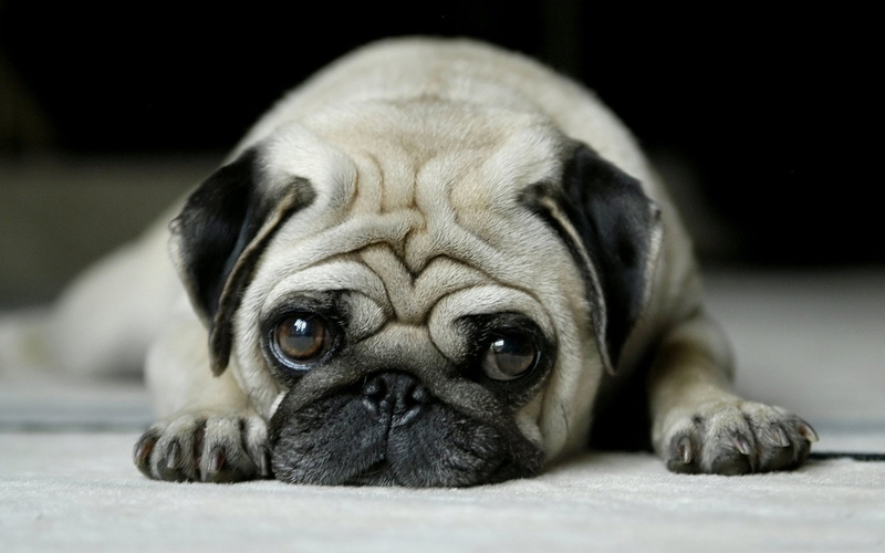 portrait, relaxation, sadness, small, animal head, no people, lying down, animal, Dog, lap dog, canine, one animal, napping, mammal, animal themes, indoors