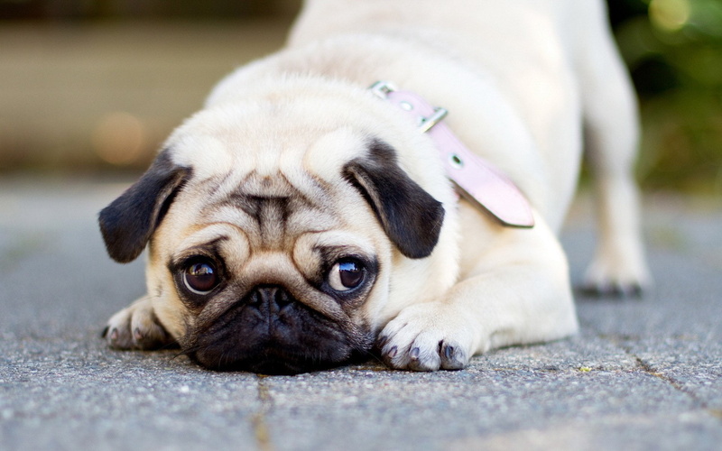 young animal, looking at camera, day, domestic, people, 1080P, domestic animals, one animal, adult, depression - sadness, purebred dog, pets, lying down