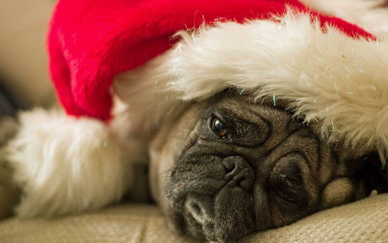 sad, one animal, lying down, animal head, waiting for holiday, animal, pug, hat, Santa hat, adult, looking at camera, no people, pets, lap dog, indoors