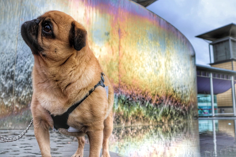 cute, outdoors, happy, life, mammal, vertebrate, one animal, friend, architecture, paws, nature, lap dog, small, pet, pets, portrait, pug, 1080P, reflection
