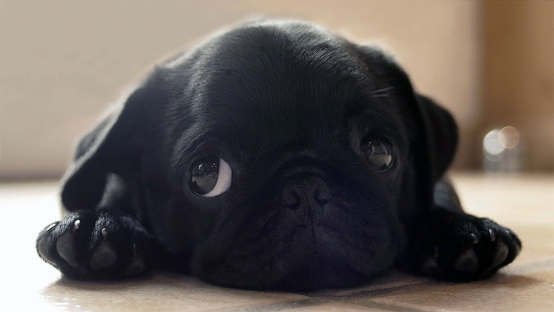 animal themes, looking at camera, flooring, depression - sadness, animal head, pets, puppy, lying down, 1080P, domestic, no people, portrait, indoors