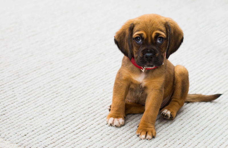 cute animals, vertebrate, puppy, looking at camera, domestic animals, no people, dog, relaxation, focus on foreground, mammal, one animal, red collar, young animal
