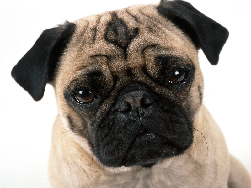 vertebrate, pug, animal, animal themes, animal eye, dog, canine, mammal, purebred dog, 720P, small, close-up, dogs, cute, Pet, looking at camera, domestic