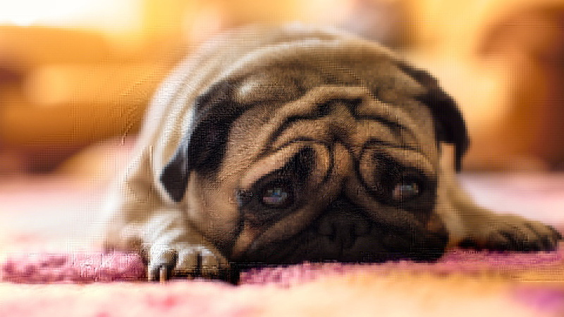 mammal, indoors, no People, looking at camera, tired, pets, one Animal, animal eye, puppy, portrait, close-up, pug, brown, 1080P, fun, purebred Dog, animal themes
