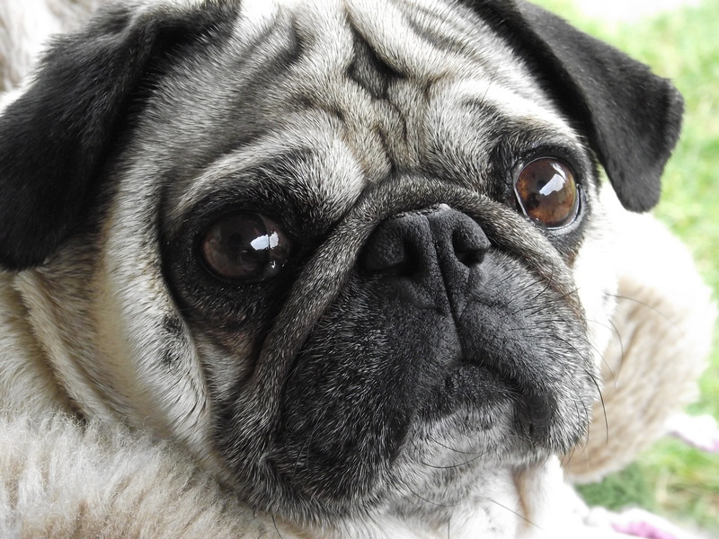 looking at camera, animal eye, animal, pug, animal themes, dog, vertebrate, purebred dog, portrait, depression - sadness, close-up, lap dog, animal body part