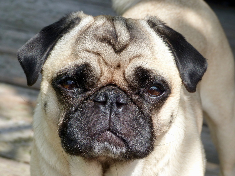 animal mouth, canine, Pug, pets, no people, Portrait, looking at camera, small, Dog, lap dog, mammal, vertebrate, animal body part, 2K, animal eye, adult