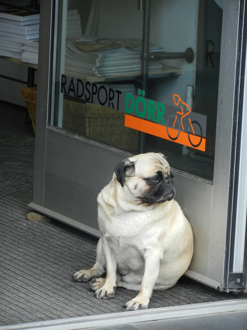 next, one animal, text, no people, lap dog, small, fawn, pet, fat, communication, canine, the door, sitting, day, mammal, obedient, longing, shop, animal