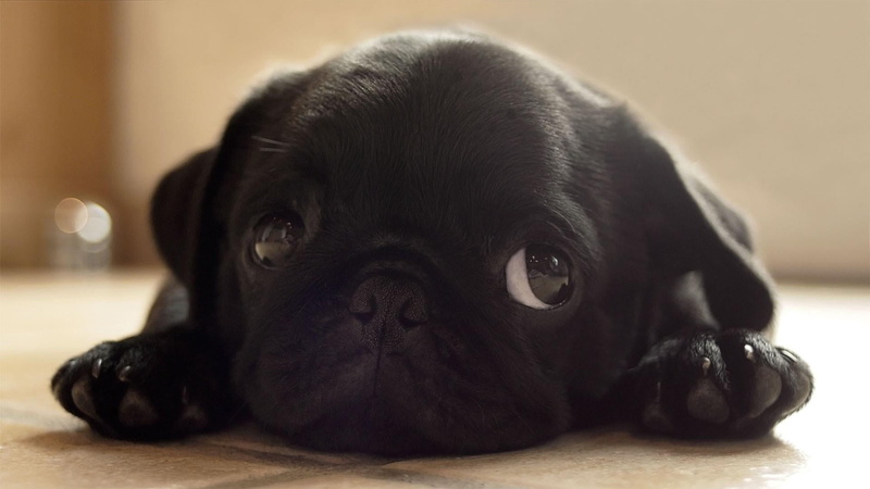 no people, canine, animal head, small, lap dog, dog, domestic animals, lying down, pug, domestic, close-up, mammal, young animal, animal, 1080P, animals