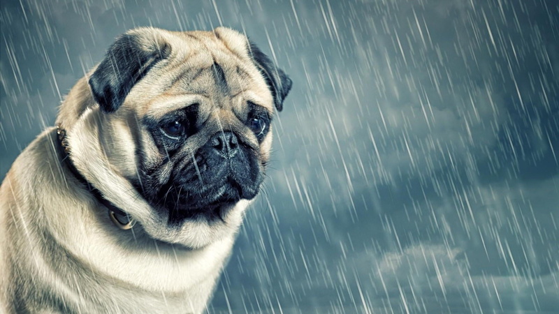 rain, rain drops, cute, water, cloud, sadness, portrait, animal head, domestic animals, canine, 1080P, rainy, domestic, sky, one animal, blurred motion