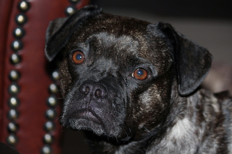 domestic animals, expression, pets, animal themes, purebred dog, one animal, depression - sadness, french bulldog, leather armchair, bulldog, animal eye