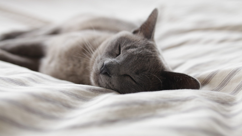 animal, bedroom, whisker, small, sheet, 4K, nap, one animal, indoors, pets, feline, animal head, no people, animals, cat, sleeping, furniture, domestic cat