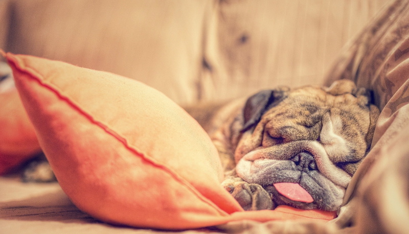 depth of field, eyes closed, animal themes, dog, small, canine, mammal, cozy, domestic, sleeping, domestic animals, pets, close-up, no people, napping