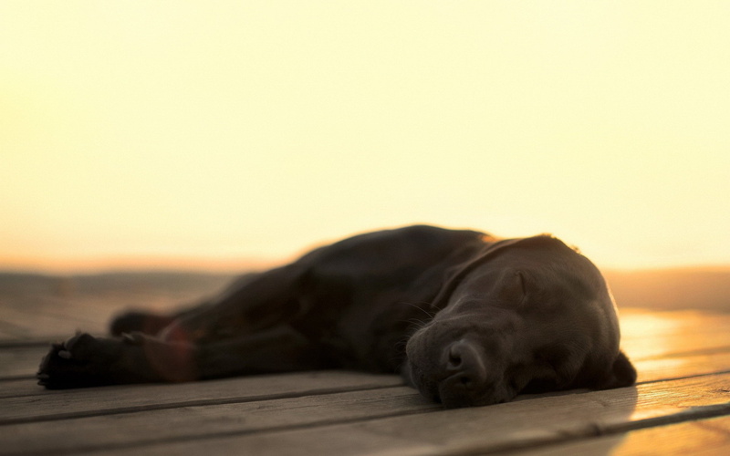 sunlight, depth of field, small, lying down, Labrador Retriever, pets, selective focus, sky, copy space, animals, nature, mammal, domestic animals, relaxation