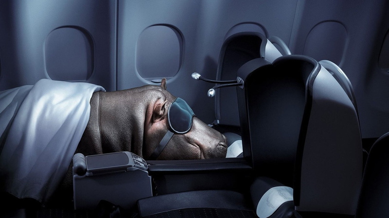 mode of transportation, lying down, humor, transportation, napping, businessman, men, eyes closed, digital art, adult, hippopotamus, relaxation, airplane