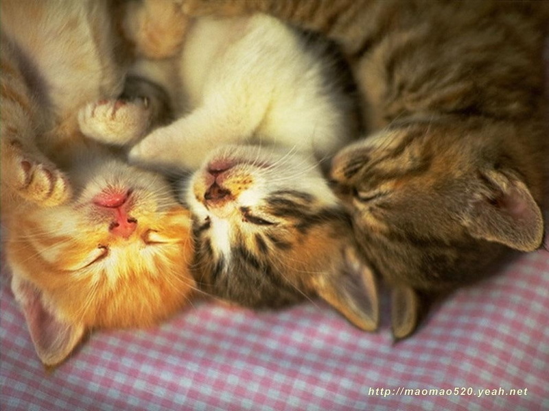 nap, sleeping, cat, felines, cats, family, hd, 480P, animals, pets