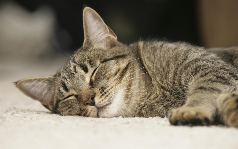 close-up, selective focus, sleeping, eyes closed, domestic cat, animal themes, whisker, lying down, domestic animals, 1080P, relaxation, brown, feline