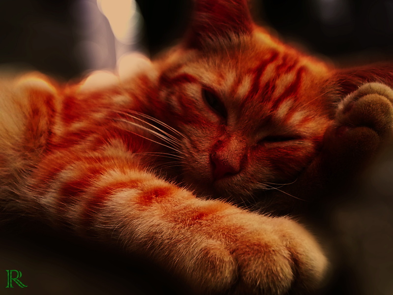 domestic, eyes closed, whisker, indoors, ginger cat, napping, pets, snout, relaxation, close-up, feline, animal head, vertebrate, one animal, animals, animal